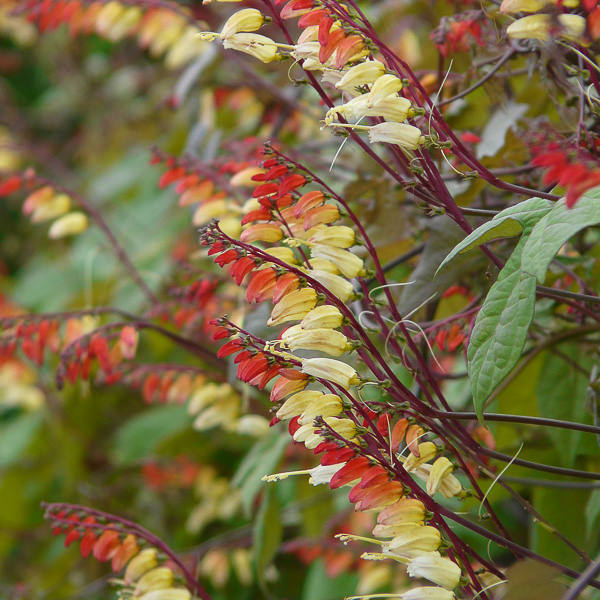 Ipomoea lobata, Firecracker Vine